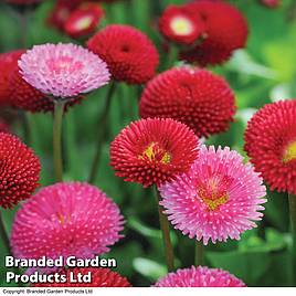 Bellis perennis Pomponette Bicolour