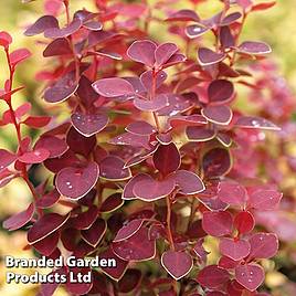 Berberis thunbergii Chiquita