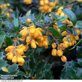 Berberis darwinii Compacta