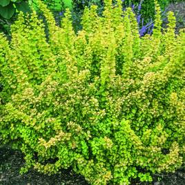Berberis thunbergii Maria