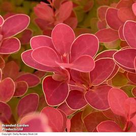 Berberis thunbergii Orange Ice
