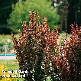 Berberis thunbergii f. atropurpurea Red Rocket