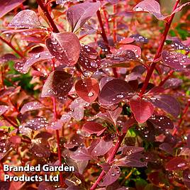 Berberis x ottawensis f. purpurea Superba