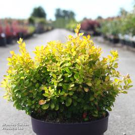 Berberis thunbergii Limoncello