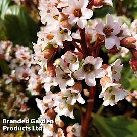 Bergenia cordifolia Bressingham White