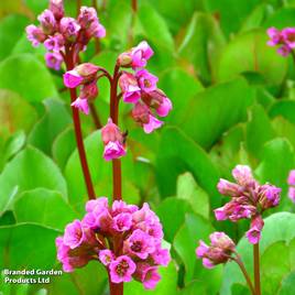 Bergenia cordifolia Purpurea