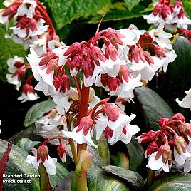 Bergenia Fire & Ice