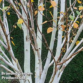 Betula utilis Jacquemontii