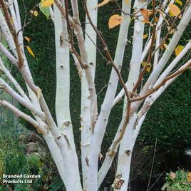 Betula utilis Jacquemontii (Mature Tree)