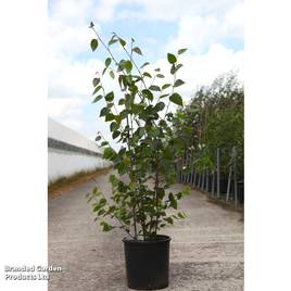 Betula utilis subsp. jacquemontii Doorenbos