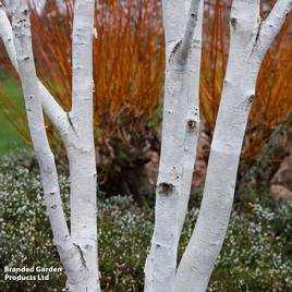 Betula utilis subsp. jacquemontii Doorenbos (Mature Tree)
