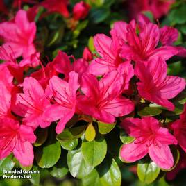 Azalea japonica Dark Pink