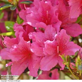 Azalea japonica Pink