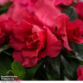Azalea japonica Red