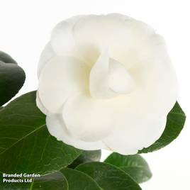 Camellia japonica Nuccios Gem