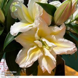 Lily Blizzard