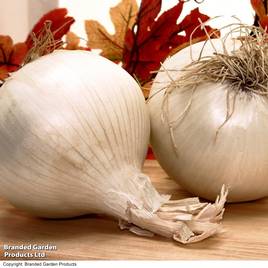Onion White Snowball (Spring Planting)