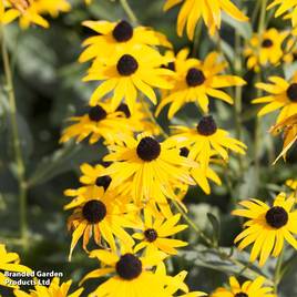 Rudbeckia fulgida Early Bird Gold