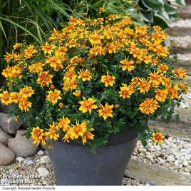 Bidens Bee Happy Double Orange