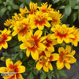 Bidens ferulifolia Taka Tuka Double Yellow Red Centre