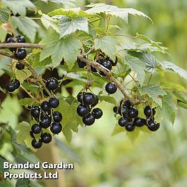 Blackcurrant Ben Alder