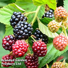 Lowberry® Blackberry Little Black Prince (Dwarf)