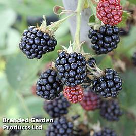 Blackberry Loch Maree