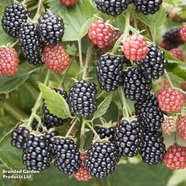 Blackberry Loch Tay