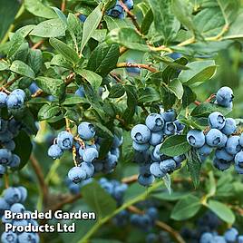 Blueberry Osorno