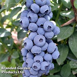 Blueberry Titanium