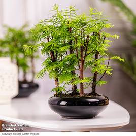 Bonsai Metasequoia Forest Modern Royal
