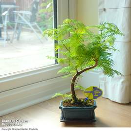 Metasequoia glyptostroboides - Shaped Bonsai