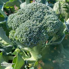 Broccoli Beneforte