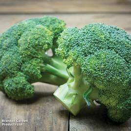 Broccoli Green Sprouting - Organic Seeds