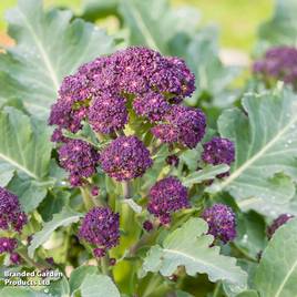 Broccoli (Sprouting) Continuity Collection