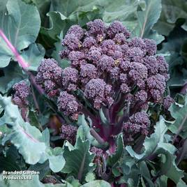 Broccoli Tyrian F1 (Stem) - Seeds