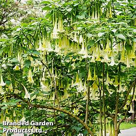 Brugmansia Single White