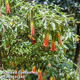 Brugmansia Single Red/Orange