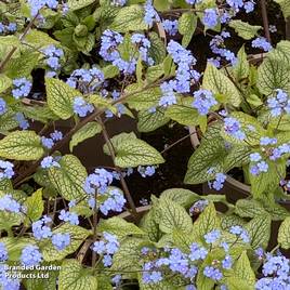 Brunnera macrophylla Alexandria