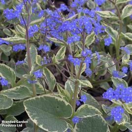 Brunnera macrophylla Hadspen Cream
