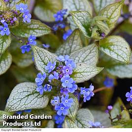 Brunnera macrophylla Jack Frost