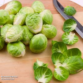 Brussels Sprout Groninger - Organic Seeds