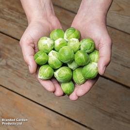 Brussels Sprout Hector F1 - Seeds
