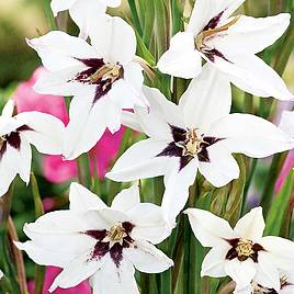 Gladiolus murielae