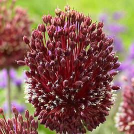 Allium Red Mohican