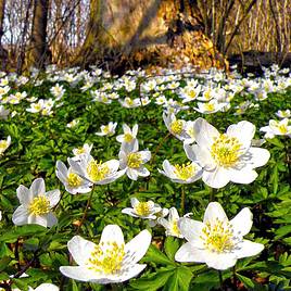 Anemone nemorosa
