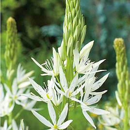 Camassia leichtlinii subsp. leichtlinii