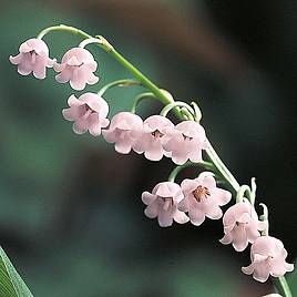 Lily of the Valley (Pink)