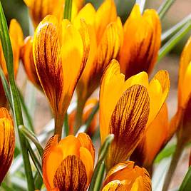 Crocus olivieri subsp. balansae Orange Monarch