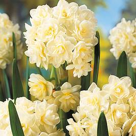 Daffodil Scented Collection